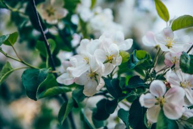 Elma ağaçlarının çiçek açması ile bir ağacın dalları