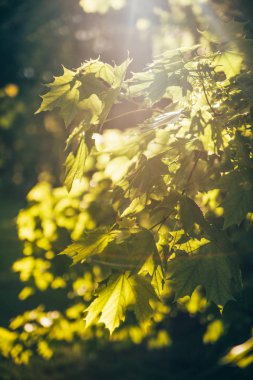 gün boyunca güneşin yaz aylarında akçaağaç yaprakları