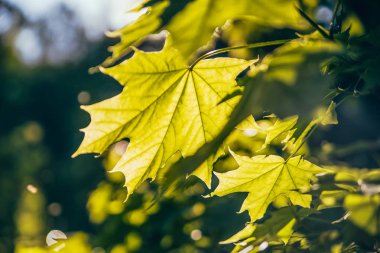 gün boyunca güneşin yaz aylarında akçaağaç yaprakları