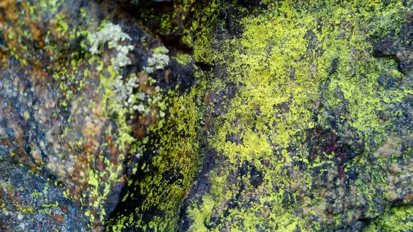 Musgo Grama Textura Floresta Vegetação Pedra — Fotografia de Stock