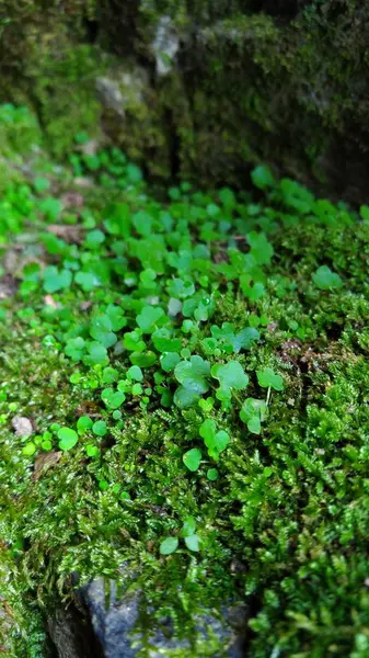 森林草のテクスチャの緑の苔 — ストック写真