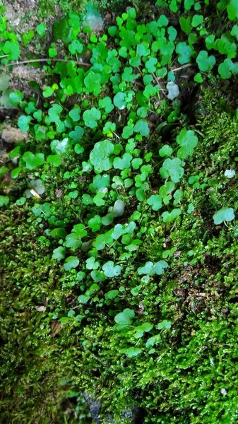 Musgo Verde Textura Grama Floresta — Fotografia de Stock