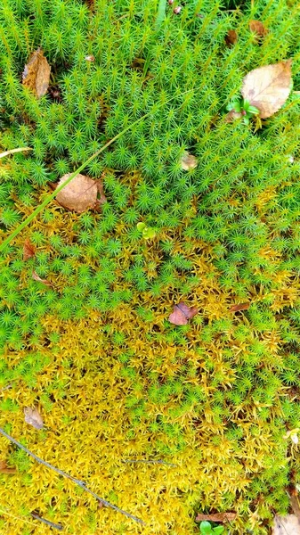 草のテクスチャの背景は緑の森黄色の秋の草のテクスチャの背景は緑の森黄色の秋を残します — ストック写真