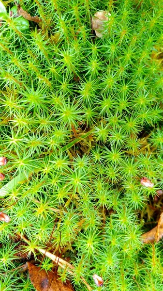 Grama Textura Fundo Folhas Verde Floresta Amarelo Outono Grama Textura — Fotografia de Stock