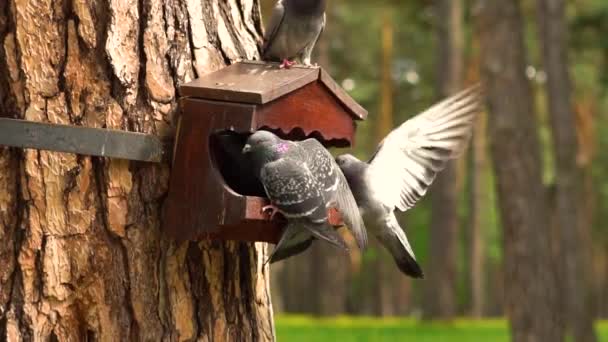 Las Palomas Están Comiendo Comedero — Vídeo de stock