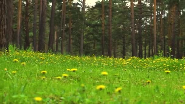 Gräs Country Park — Stockvideo