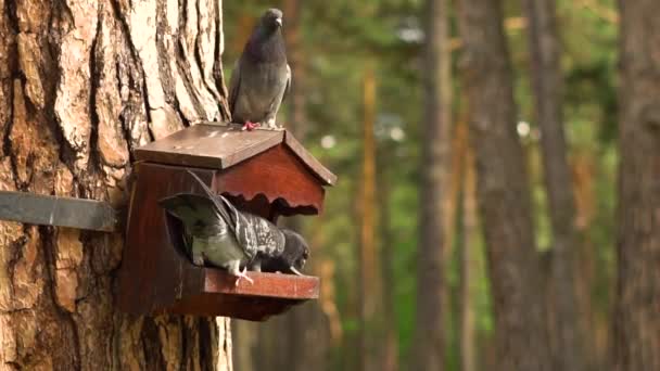Les pigeons mangent au creux — Video