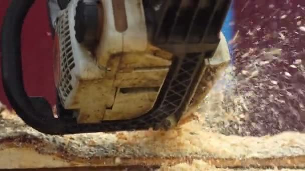 Serras Woodcutter Árvore Com Motosserra Serraria — Vídeo de Stock