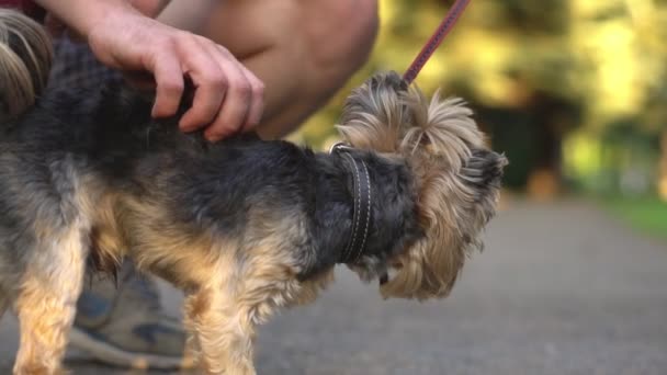 Streicheln eines Hundes an der Leine — Stockvideo