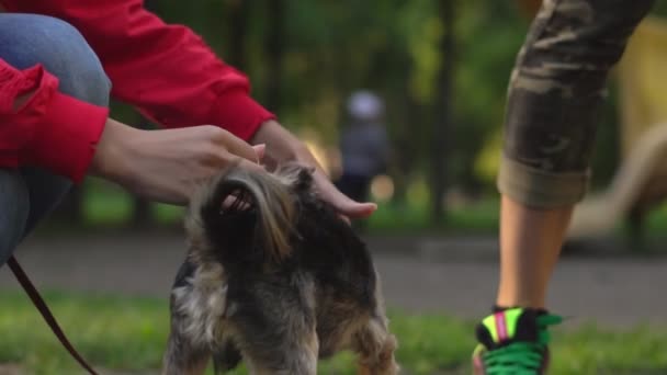 ひもにつないで犬をなでる — ストック動画