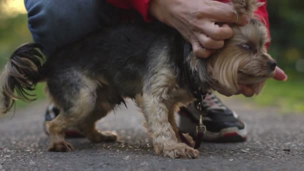 ひもにつないで犬をなでる — ストック動画