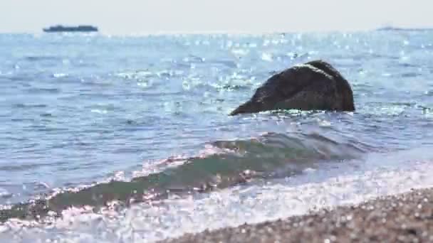 Olas Marinas Cerca Orilla — Vídeos de Stock