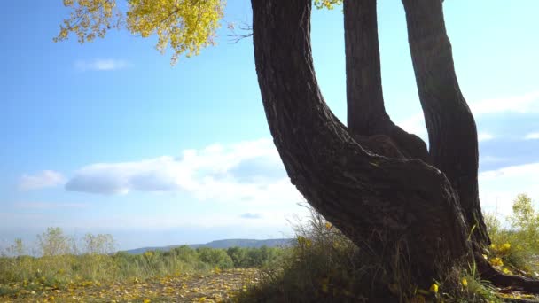 森林中的歪树 — 图库视频影像