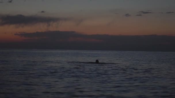 Чоловік Плаває Заході Сонця — стокове відео