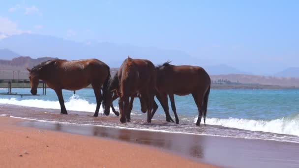 Paard Drinkwater Uit Zee — Stockvideo