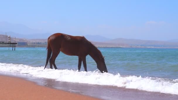 Paard Drinkwater Uit Zee — Stockvideo