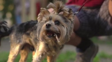 bir köpek tasmalı sevişme