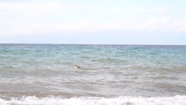 Hombre Nadando Mar — Vídeo de stock