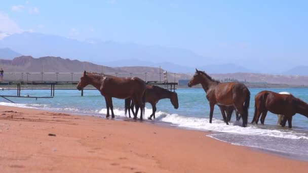 Horse Drinking Water Sea — Stock Video