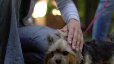 bir köpek tasmalı sevişme
