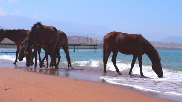 Paard Drinkwater Uit Zee — Stockvideo