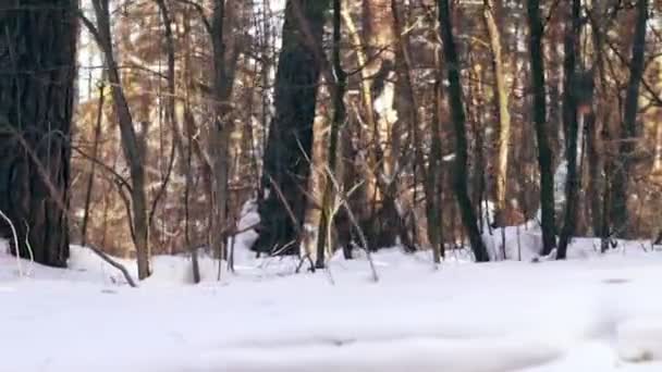 Kamera se pohybuje ve sněhu v lese — Stock video