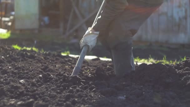 De tuinman Graas de grond met een schop — Stockvideo