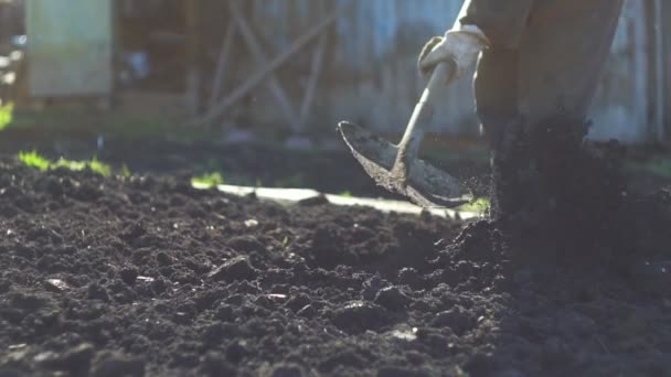 Trädgårdsmästaren gräver marken med en spade — Stockvideo