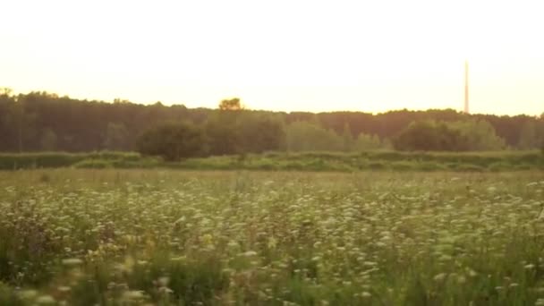 Campo dal finestrino dell'auto — Video Stock