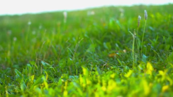 Трава в полі крупним планом — стокове відео
