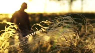 Gün batımında bir adam tarlada yürür.