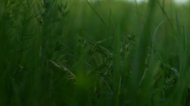 Sahada çimenler. Yaklaş.