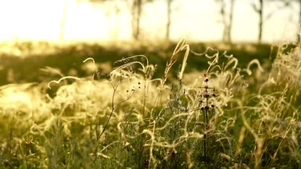 Трава Світлі Заходу Сонця — стокове відео