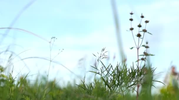Gras auf dem Feld aus nächster Nähe — Stockvideo