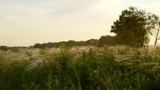 Трава у світлі заходу сонця — стокове відео