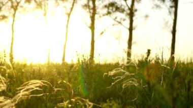 Batan güneşin ışığında çimenler