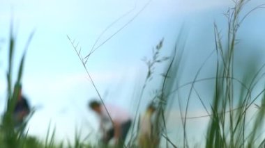 Sahada çimenler. Yaklaş.