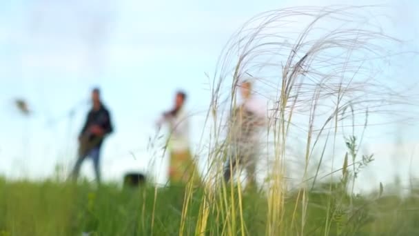 Gras Het Veld Close — Stockvideo