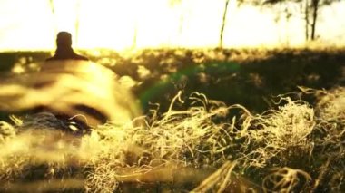 Batan güneşin ışığında çimenler