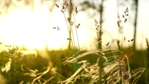 太陽の光に照らされた草は — ストック動画