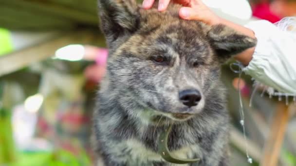 Japonés Peludo Perro Acostado Hierba — Vídeo de stock