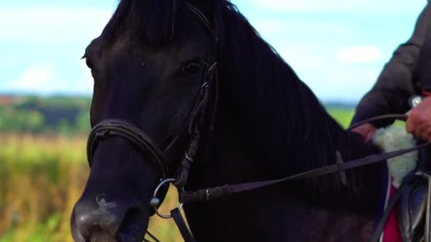 Kozak op een paard in een traditioneel kostuum — Stockvideo