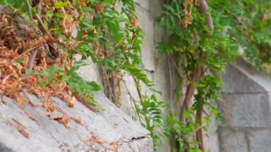 Yosun kaplı eski taş duvar