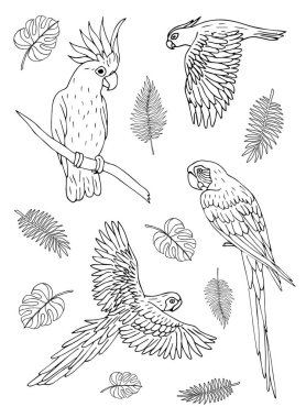 Vektör Siyah mürekkep el çizilmiş karalama kroki seti beyaz arka plan üzerinde farklı papağan kuşlar koleksiyonu 