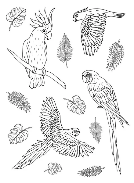 Vektorový černý inkoust kreslené barvy náčrt sady různých papoušků na bílém pozadí — Stockový vektor