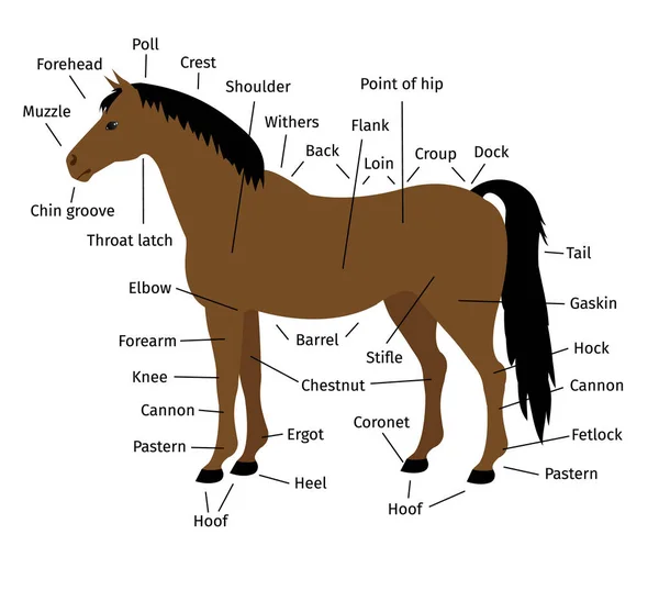 Vector de dibujos animados anatomía infografía plana de un caballo de la bahía sobre fondo blanco — Archivo Imágenes Vectoriales