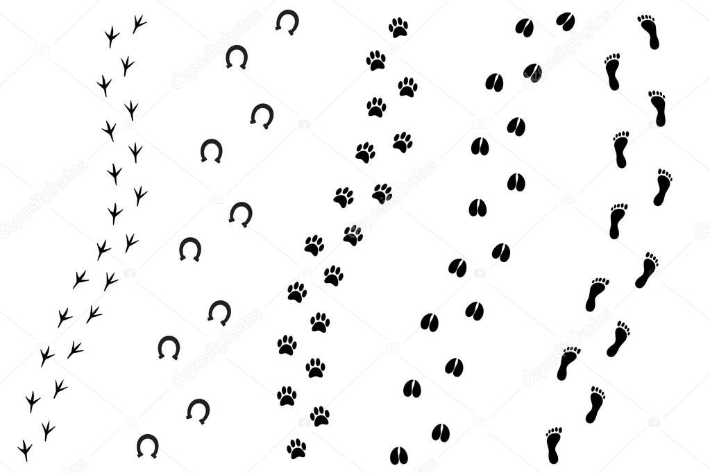 Vector flat cartoon set of black different animal and human foot print
