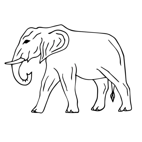 Vector hand drawn sketch elephant — Stock Vector