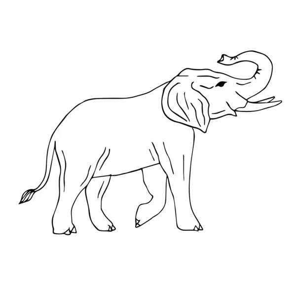 Croquis gribouillé noir à la main éléphant — Image vectorielle