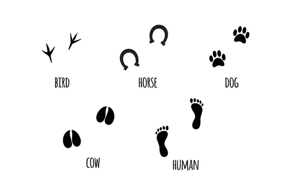 Ensemble vectoriel noir de silhouettes animales empreinte de pied — Image vectorielle